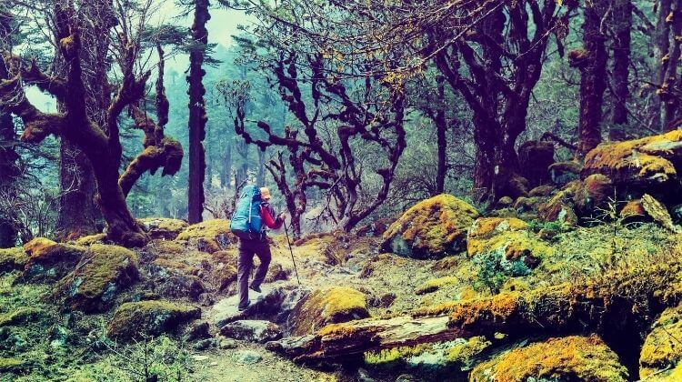 Rhododendron jungle in Kangchenjunga Area