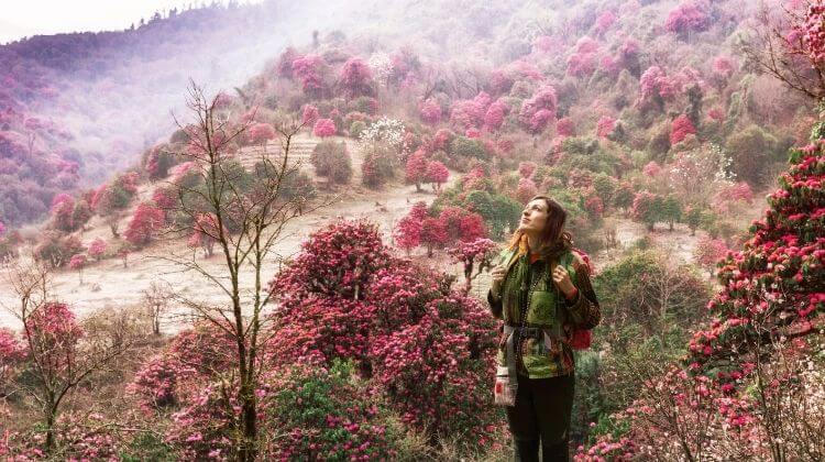 Rhododendron Treks Nepal