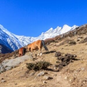 Horse gazing in Kyanjin Gompa Langtang Trek