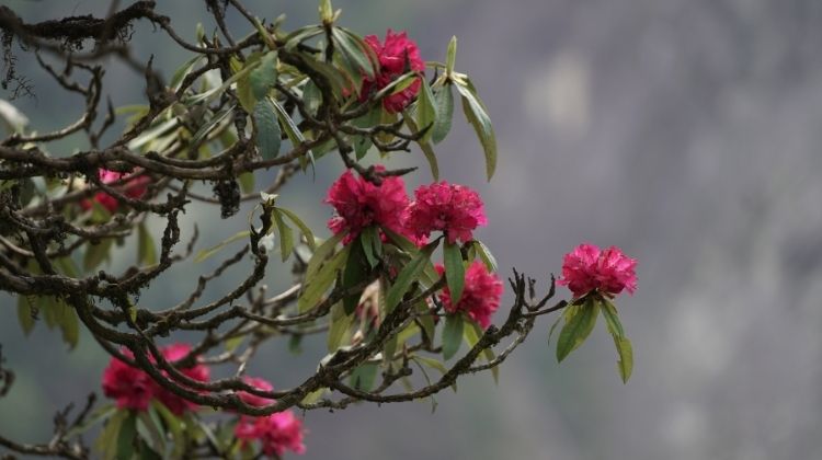 Rhododendron bloom in Spring